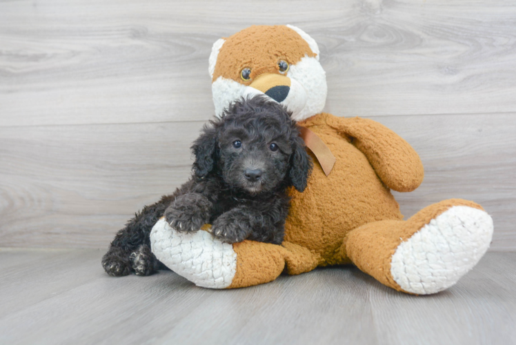 Poodle Puppy for Adoption