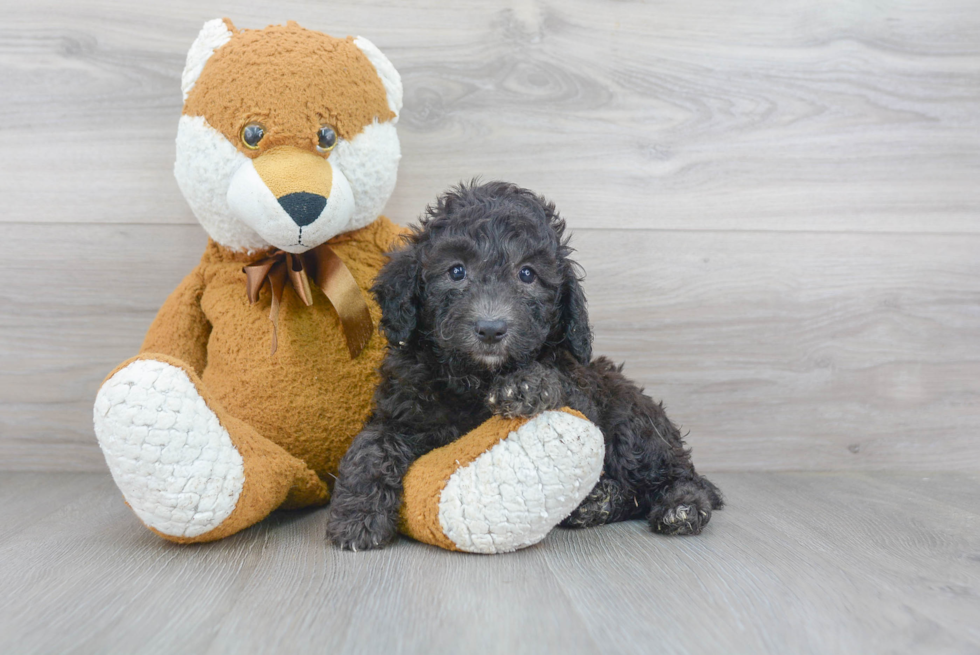 Poodle Puppy for Adoption