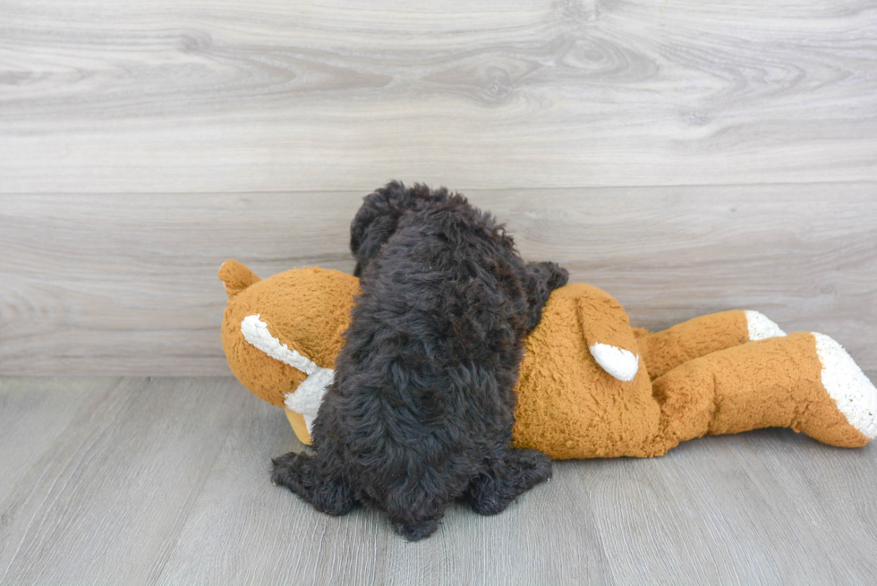 Cute Poodle Baby
