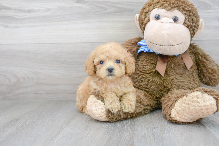 Cute Poodle Baby