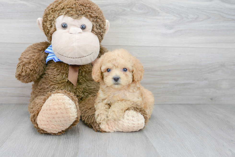 Poodle Pup Being Cute