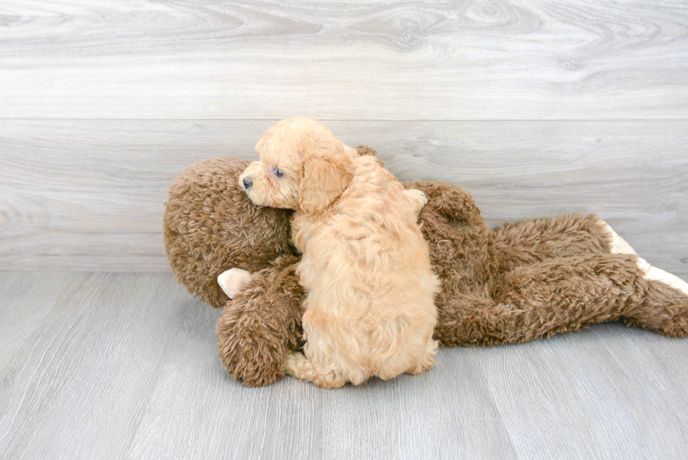 Poodle Puppy for Adoption