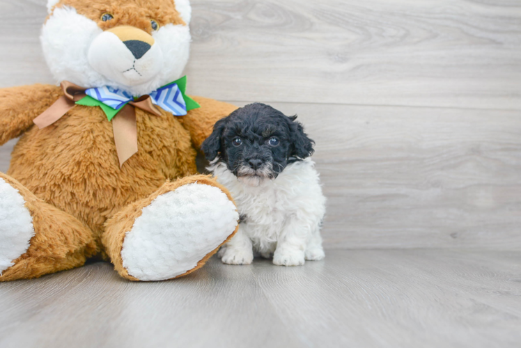 Hypoallergenic Poodle Purebred Pup