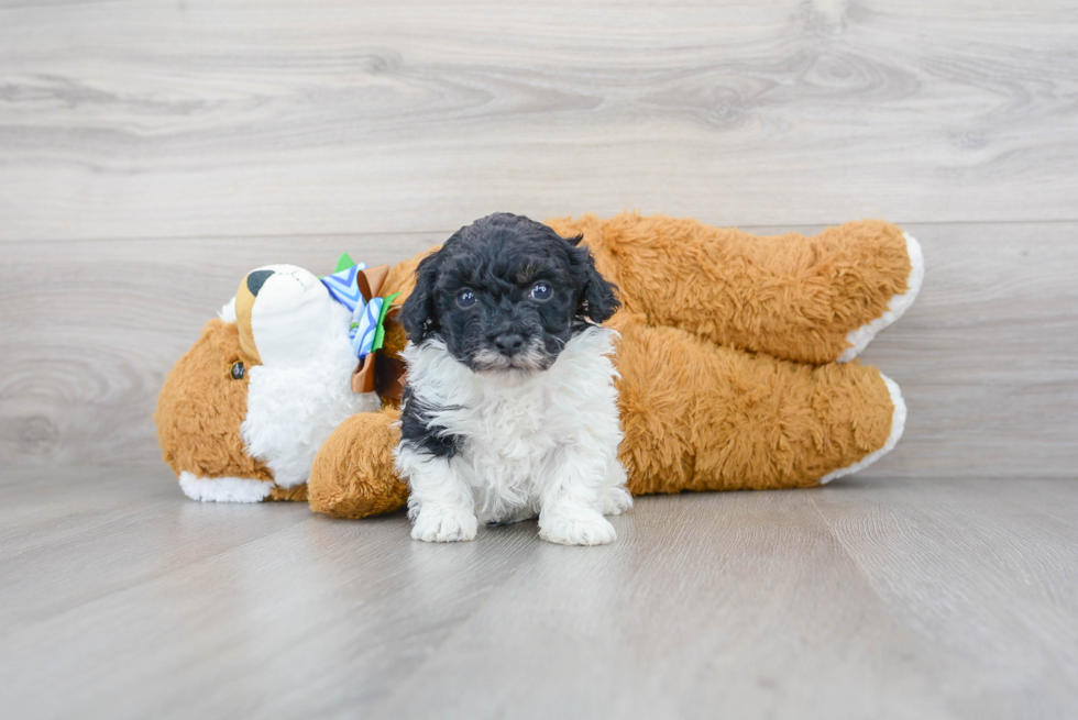 Popular Poodle Purebred Pup