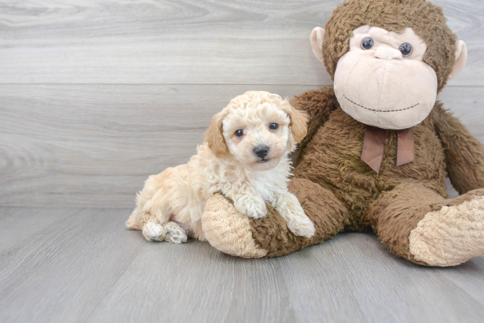 Small Poodle Purebred Pup