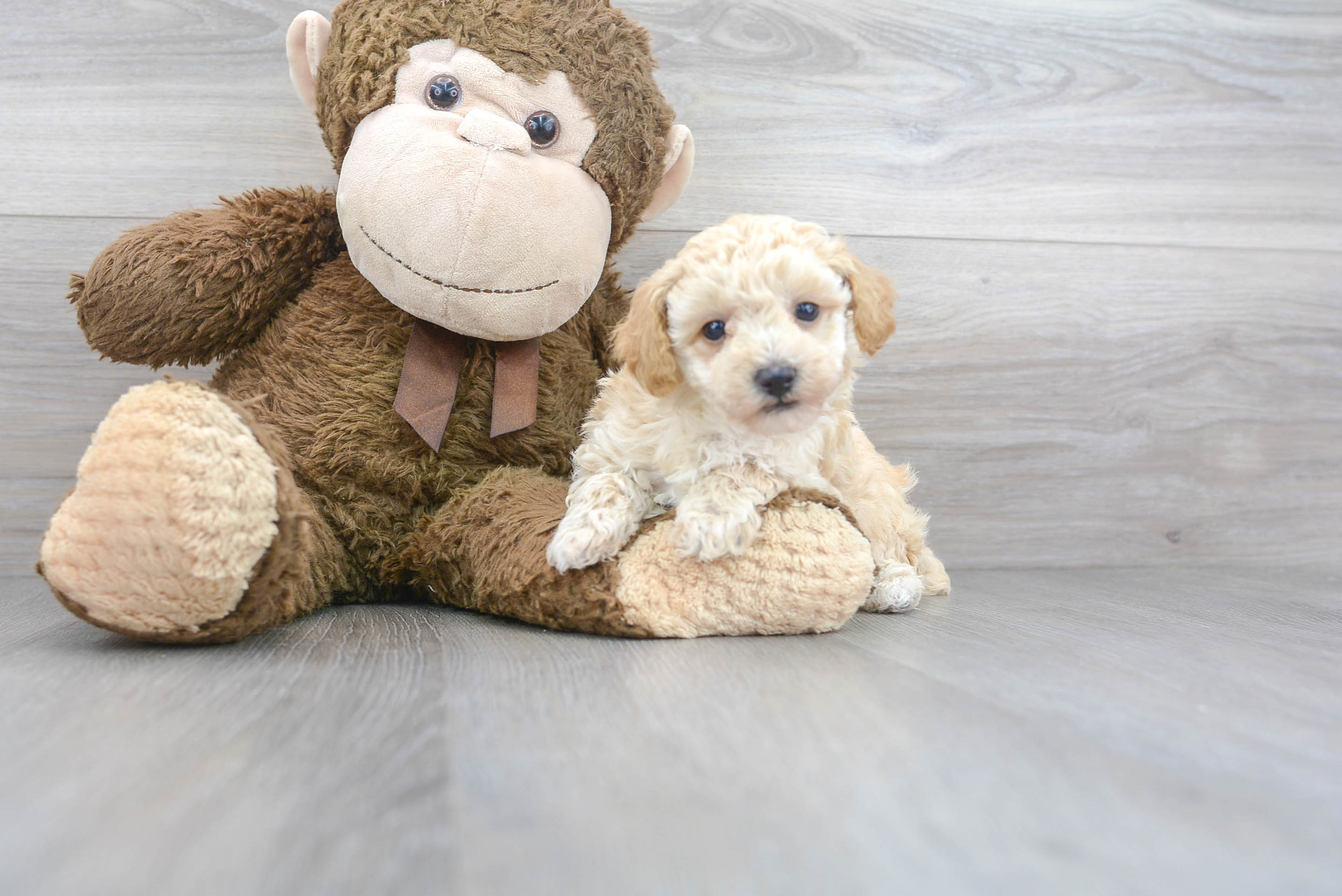 Petite Pudle Purebred Puppy