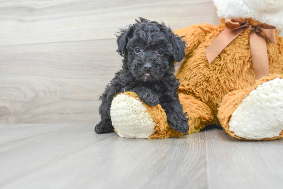 Poodle Pup Being Cute