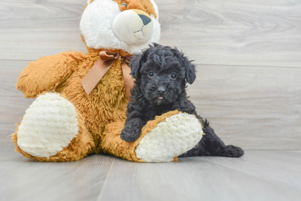 Poodle Pup Being Cute