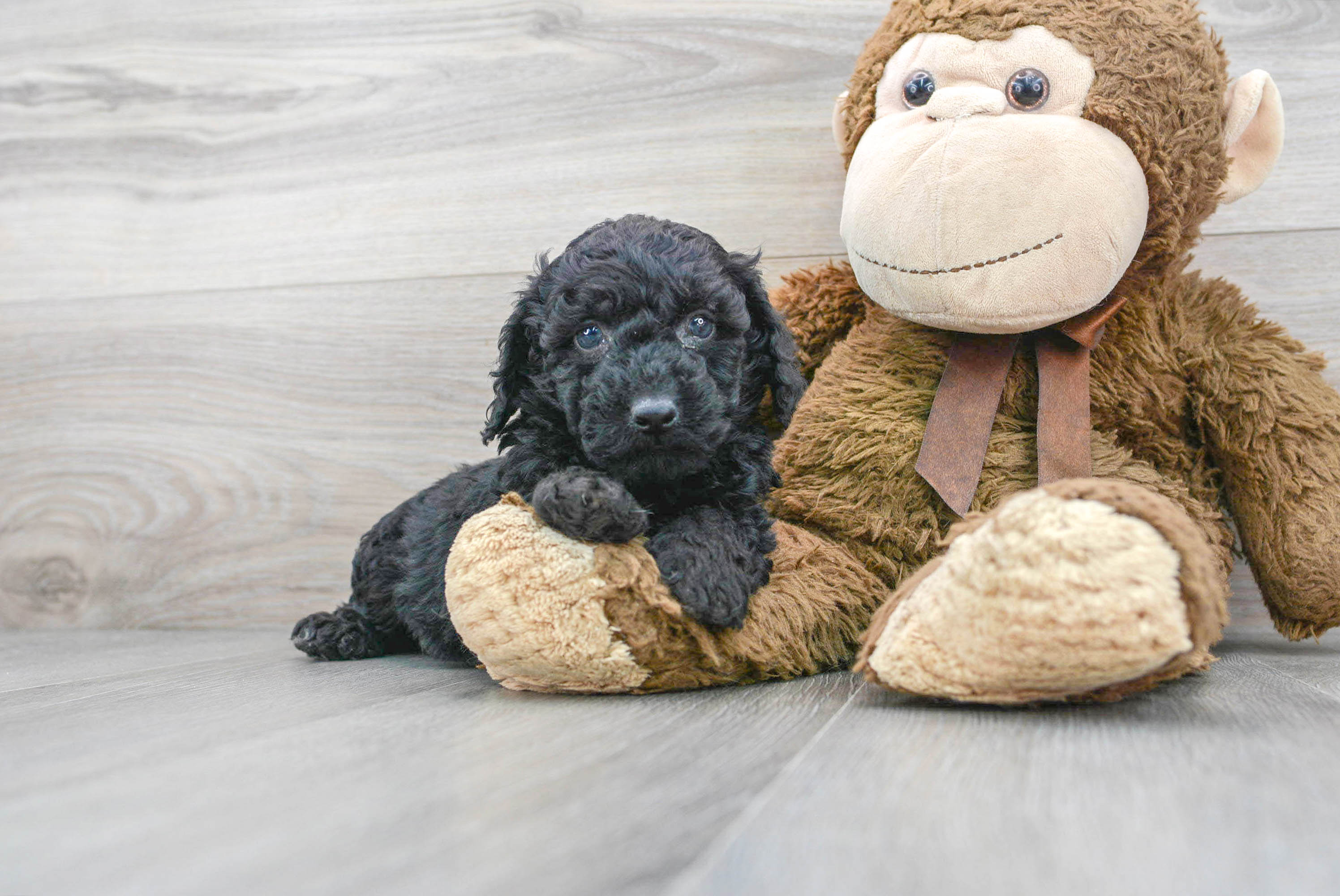 Friendly Poodle Purebred Pup