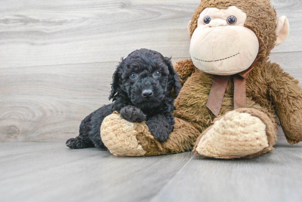 Friendly Poodle Purebred Pup