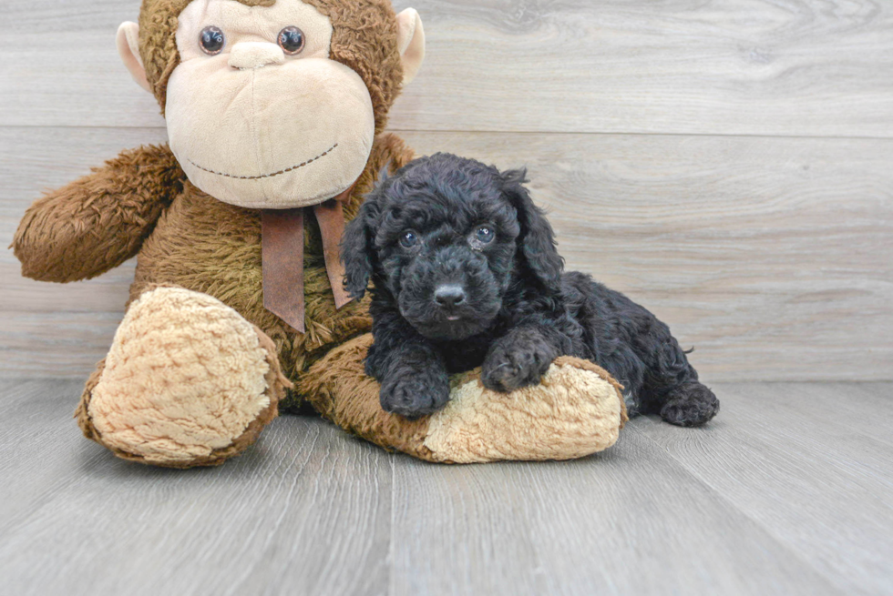 Poodle Pup Being Cute