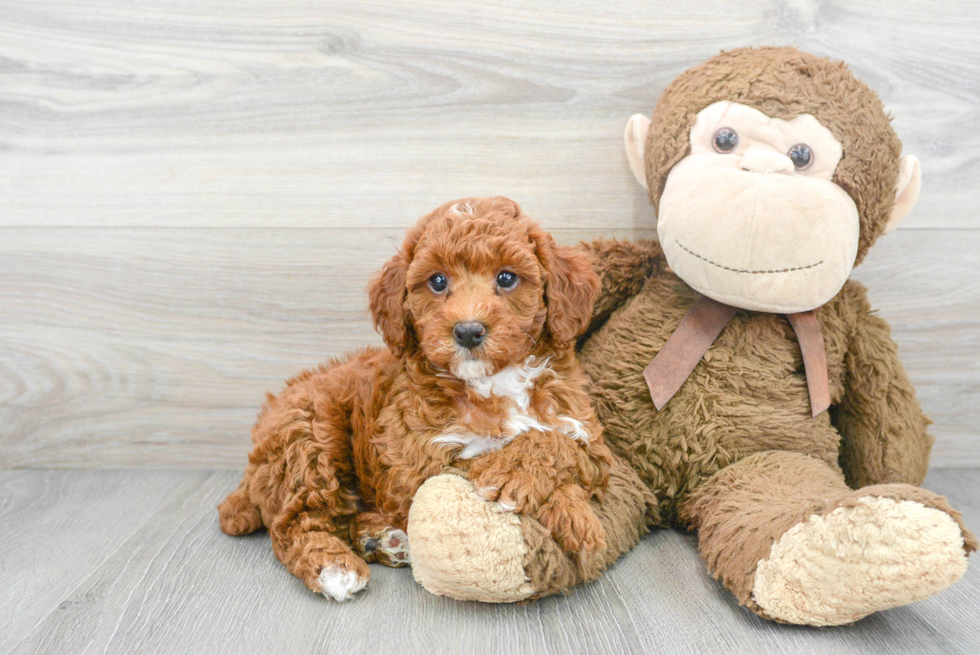 Playful Poodle Baby