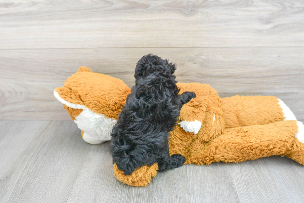 Happy Pudle Purebred Puppy