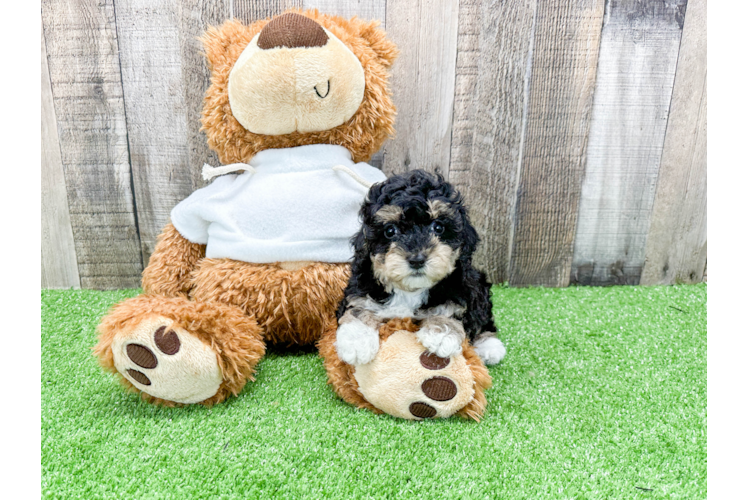 Popular Poodle Purebred Pup