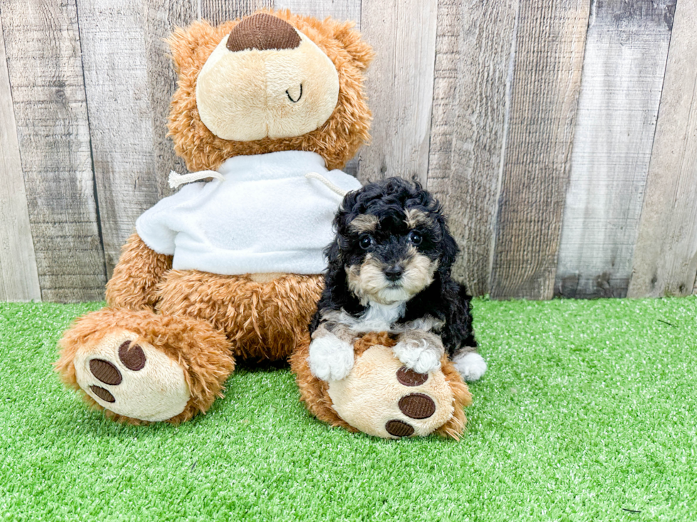 Popular Poodle Purebred Pup