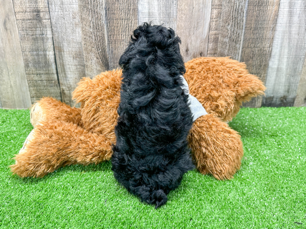 Poodle Pup Being Cute