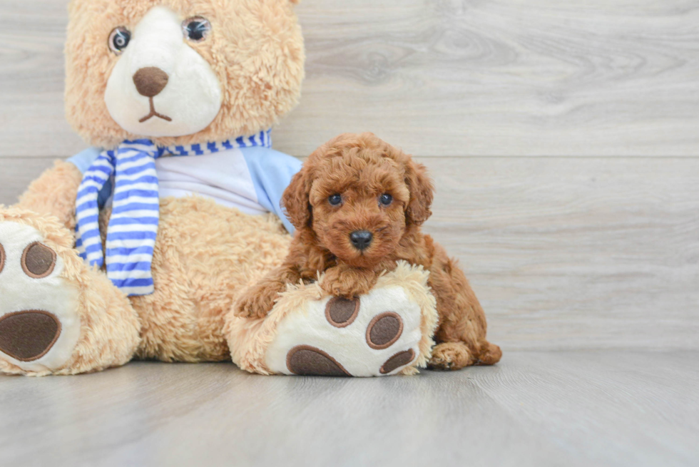 Playful Poodle Baby