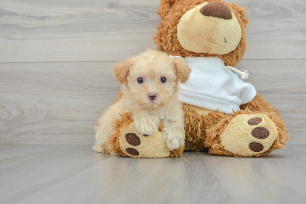 Playful Poodle Purebred Pup