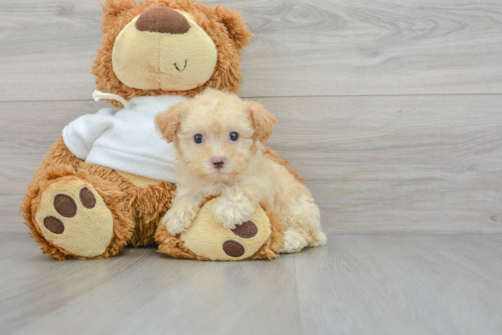 Poodle Pup Being Cute