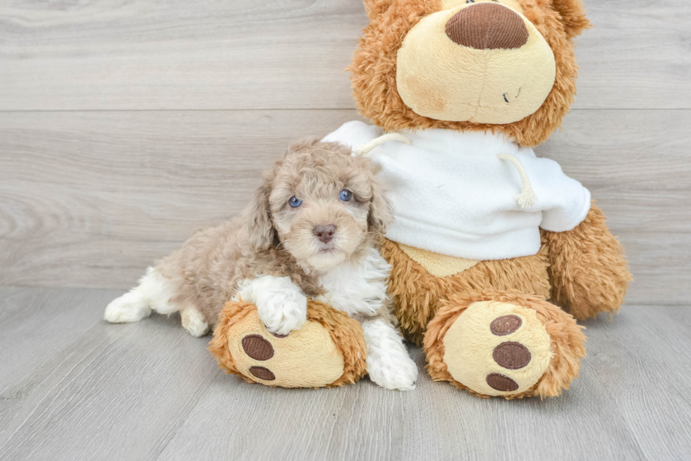 Sweet Pudle Purebred Puppy