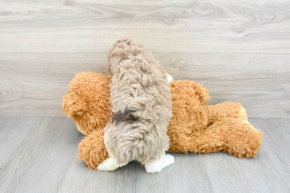 Small Poodle Purebred Pup