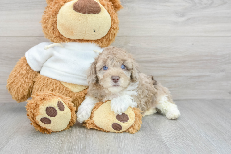 Best Poodle Baby