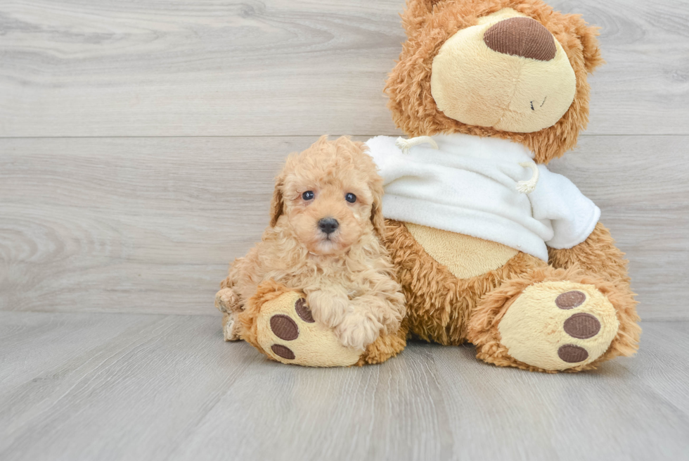 Poodle Puppy for Adoption