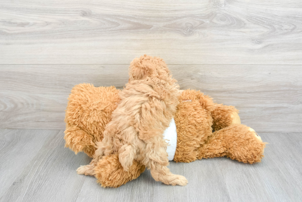 Happy Pudle Purebred Puppy