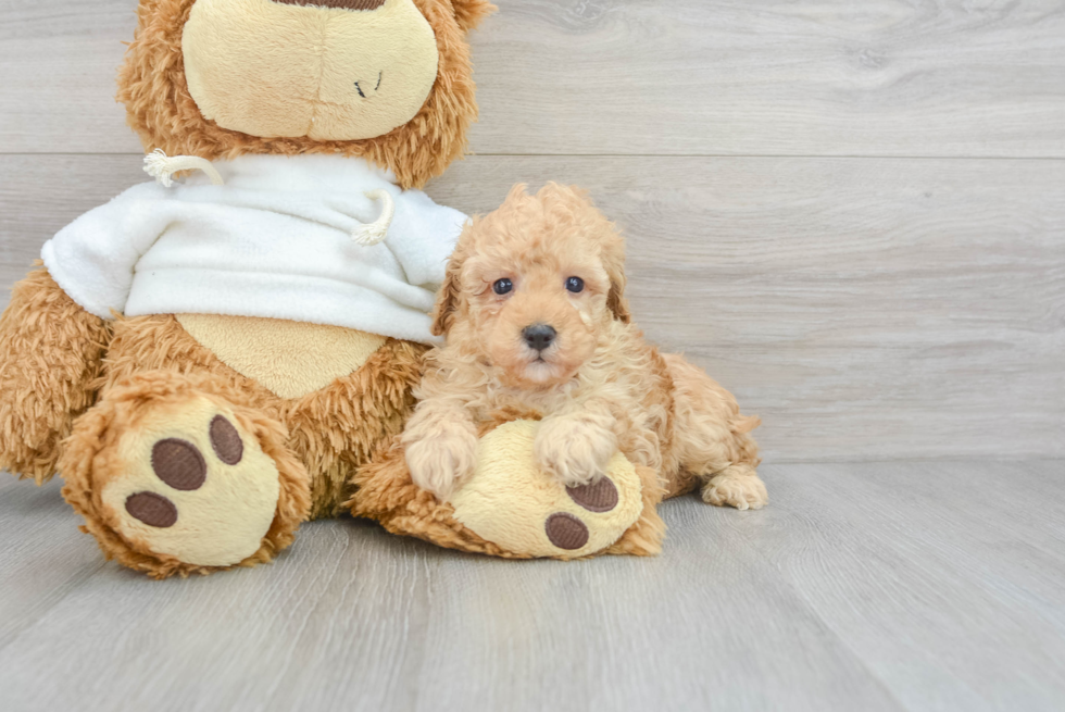 Poodle Puppy for Adoption