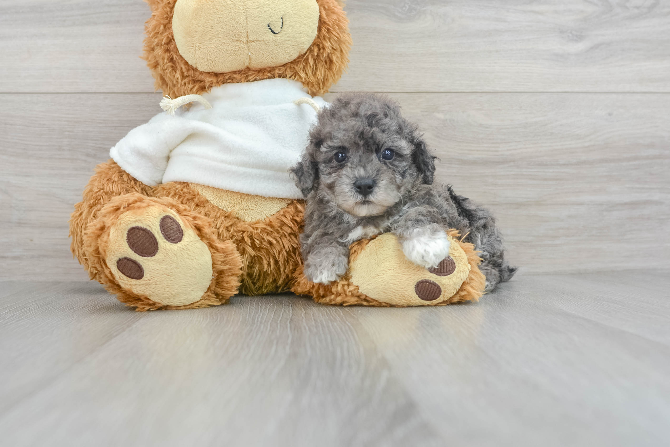 Friendly Poodle Baby