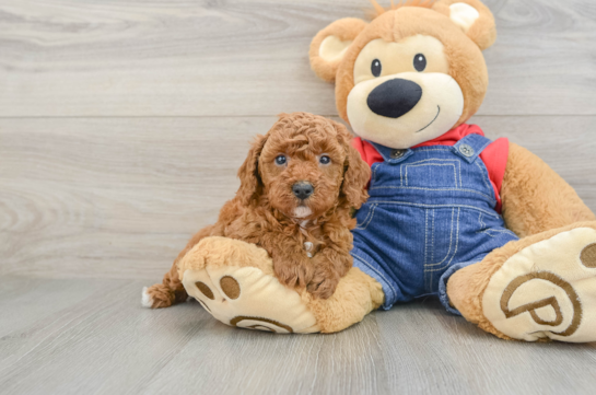 Petite Pooodle Purebred Puppy
