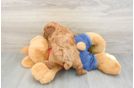 Energetic Pudel Purebred Puppy