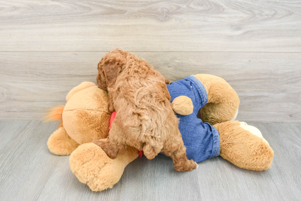 Energetic Pudel Purebred Puppy
