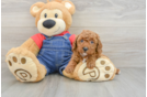 Sweet Caniche Purebred Puppy
