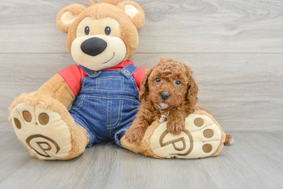 Sweet Caniche Purebred Puppy
