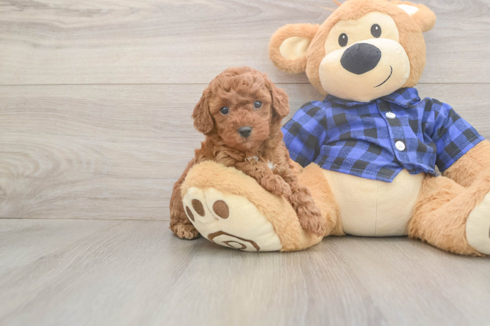 Meet Olivia - our Poodle Puppy Photo  2/3 - Premier Pups Poodle Puppy for Adoption