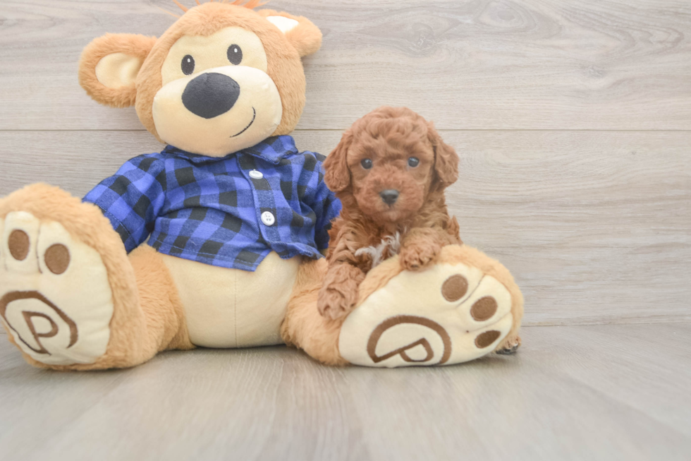 Meet Olivia - our Poodle Puppy Photo  1/3 - Premier Pups Poodle Puppy for Adoption