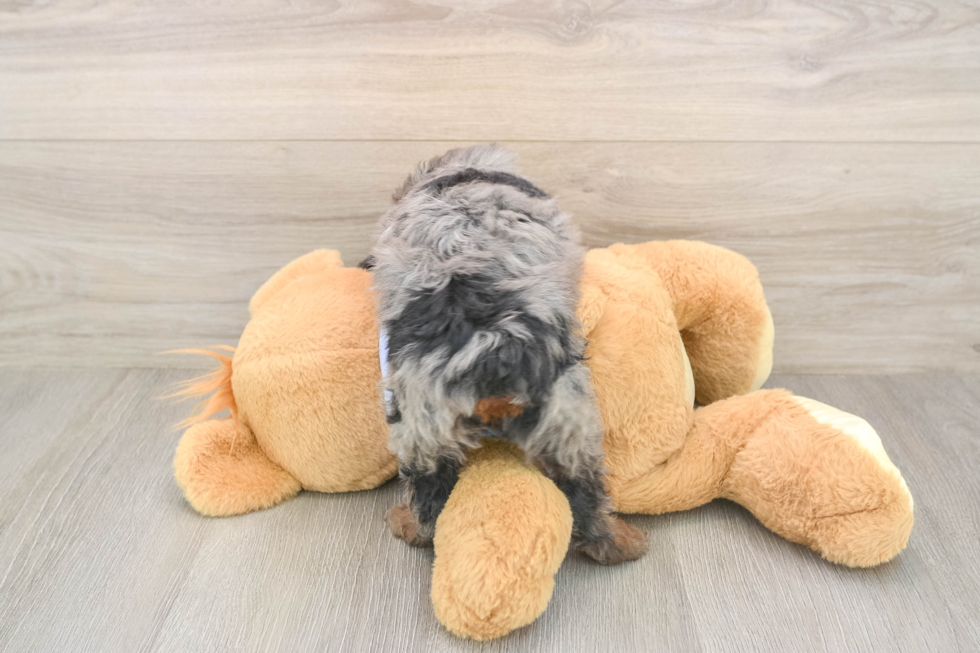 Poodle Pup Being Cute