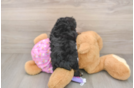 Playful Poodle Baby