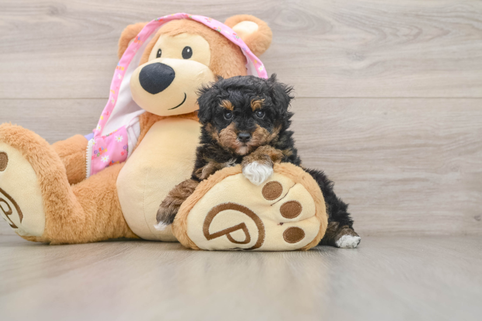 Popular Poodle Baby