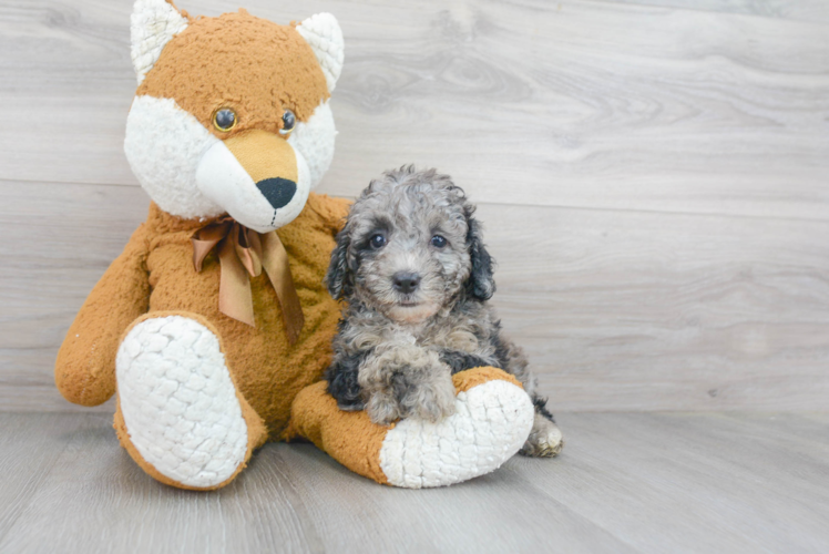 Akc Registered Poodle Purebred Pup