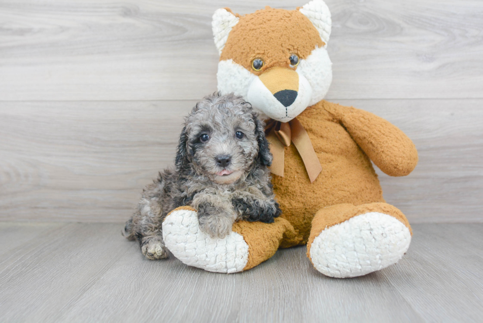 Sweet Pudle Purebred Puppy