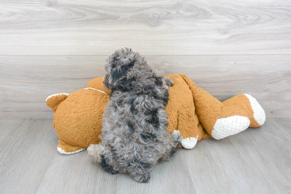 Poodle Puppy for Adoption