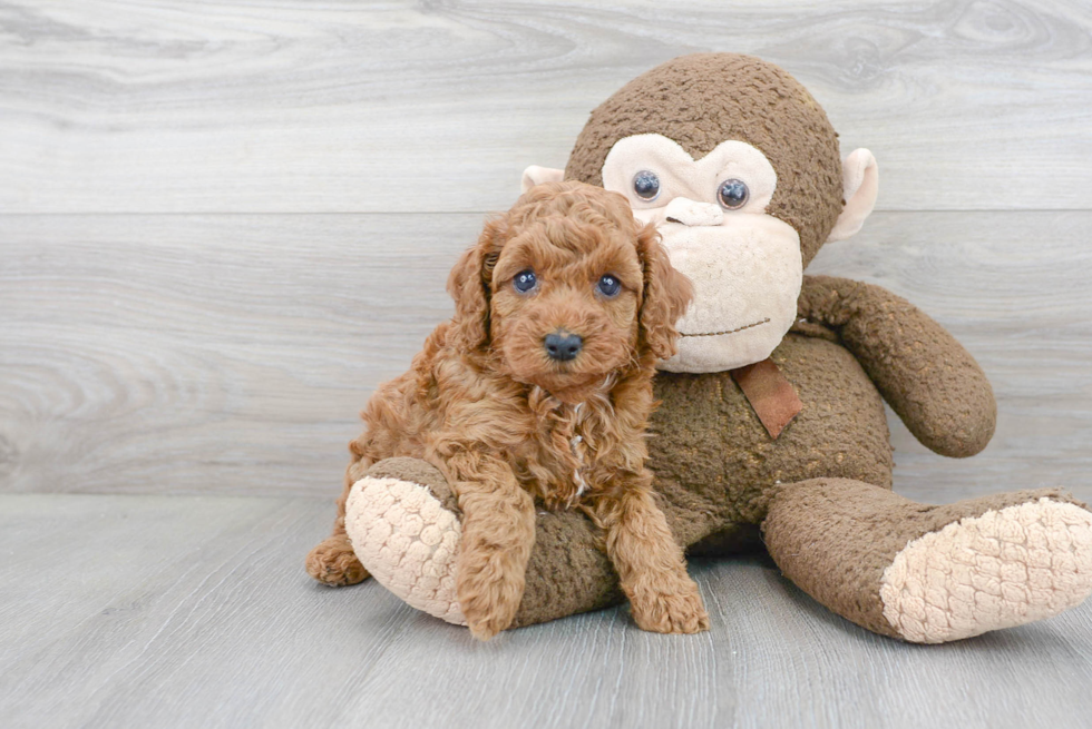 Poodle Pup Being Cute