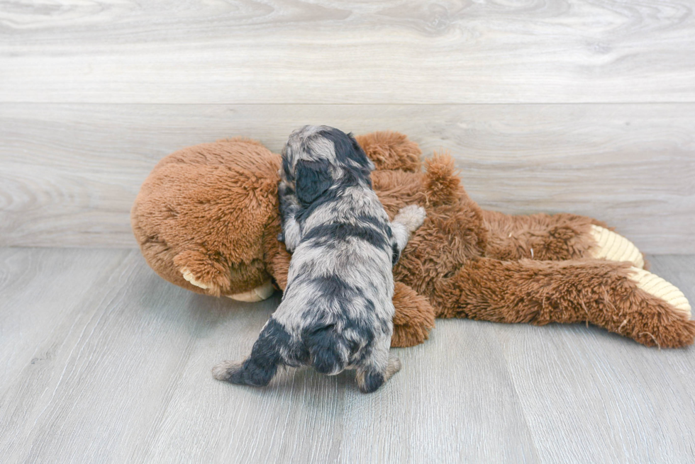 Poodle Puppy for Adoption