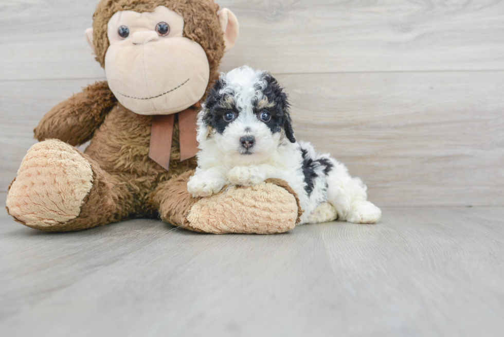 Popular Poodle Purebred Pup