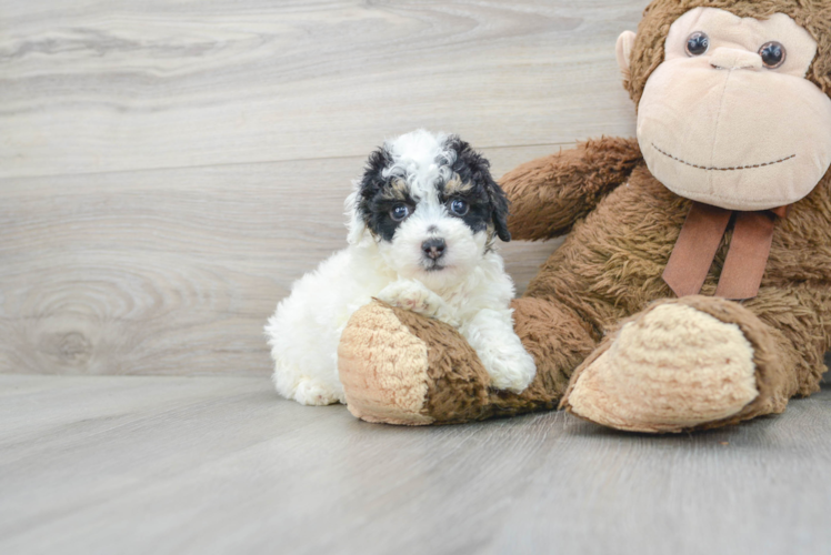 Fluffy Pudle Purebred Puppy