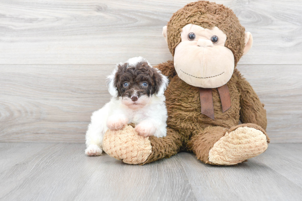 Funny Poodle Purebred Pup