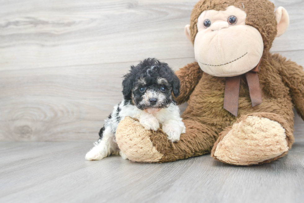 Friendly Poodle Baby