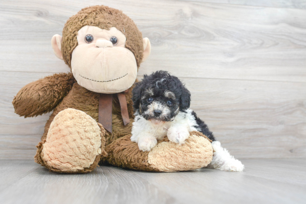 Poodle Pup Being Cute